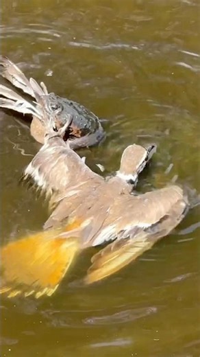 This Snapping Turtle Caught a Bird?!