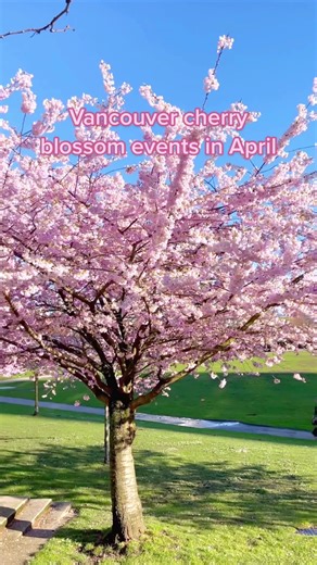 Best Vancouver Cherry Blossom Events in April