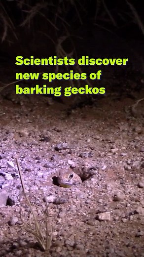 Scientific American on Instagram: "In the Namib desert in southern Africa, you don’t need to listen too closely to hear a barking gecko. Their loud cackling calls, which are used to attract mates, often scare tourists. For the longest time, scientists believed the yelps belonged to one gecko species. But after one researcher scoured the dunes of the Namib desert for new specimens, he and his team discovered six new species of barking geckos. 🔗Check out the link in our bio to read more. ✏️Ashley