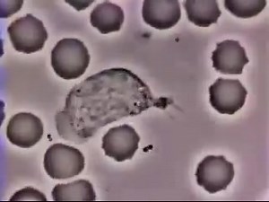 5M views · 14K reactions | This Amazing Video Shows a White Blood...