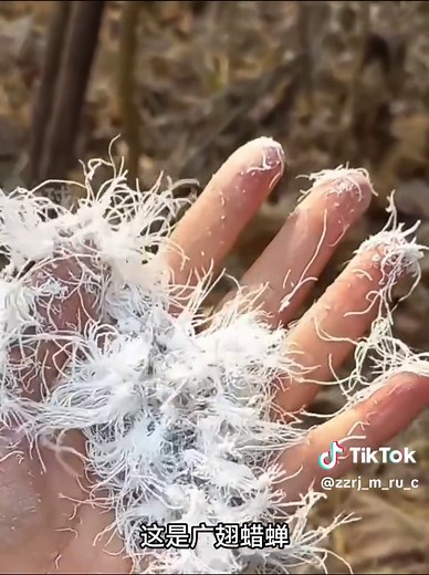 探索毒虫世界：了解有毒与无毒的昆虫
