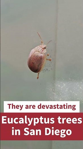 Dotted Paropsine Leaf Beetle Destroys Eucalyptus Trees 🌿🐞 #Shorts