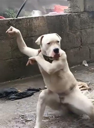 #ketimlaigiacmo #kungfu #dog #foryou #funny #butifyoucloseyoureyes
