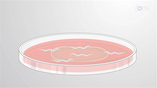 Video: Fluorescent Reporter-Based Paralysis Assay: A Technique to Assess Age-Associated Progressive Formation of Polyglutamine Fluorescent Reporter and Associated Paralysis in Caenorhabditis elegans - Experiment