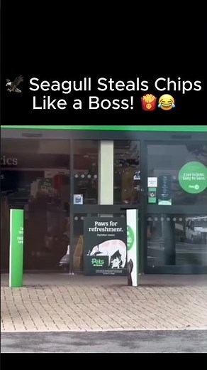 🦅 Seagull Steals Chips Like a Boss! 🍟😂