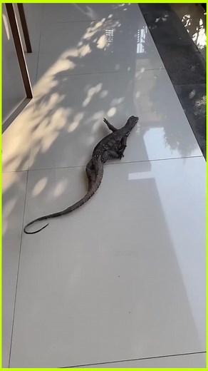 156K views · 379 reactions | A Lizard claws can't get proper grip on smoot surfaces  #fblifestyle | Smart Gadegets | Facebook