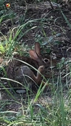 Wild Rabbit Sound 🐇