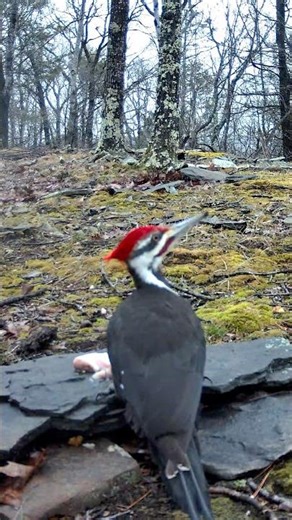 Pileated woodpecker pecking at cat food #wildlife