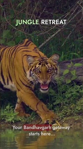 Tiger Jungle Resort Bandhavgarh National Park | Tiger Valley Resort