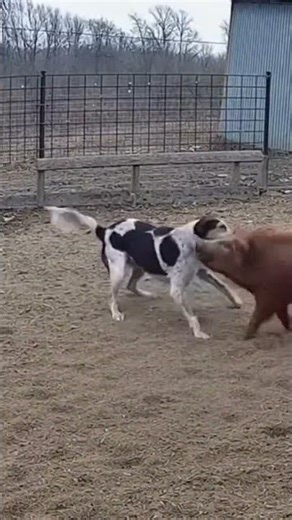 Can a dog really beat a wild boar? 🤔🐶🐗 #dog #boar #battle #wild #fight #battleroyale #wildanimals