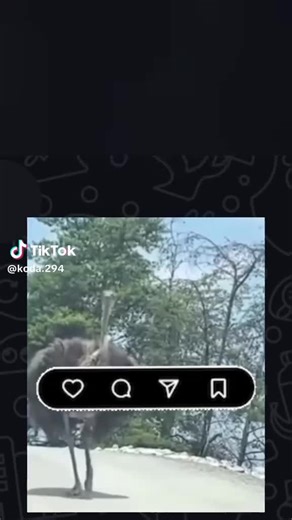 Vidéos de BAYE FALL 844 (@baye_fall_dieuf) avec son original - BAYE FALL 844