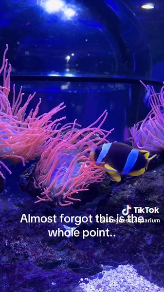 Descubre la Paz del Acuario: Vida Marina en Skegness