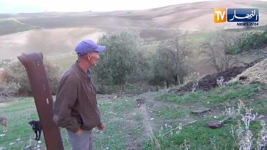 Sheep Farming in Rural Landscapes: A Day in the Life