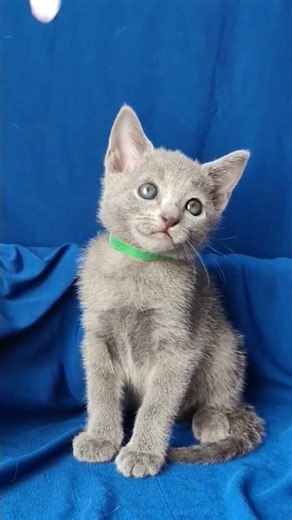 Kayla Russian Blue Female