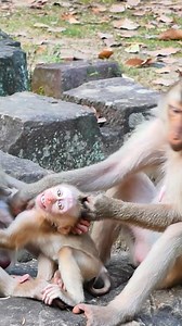 1.9M views · 7.6K reactions | 12-27-24 #abandonedmonkey #monkey #funnymonkey #poormonkey #babymonkey | PetZone US | Facebook