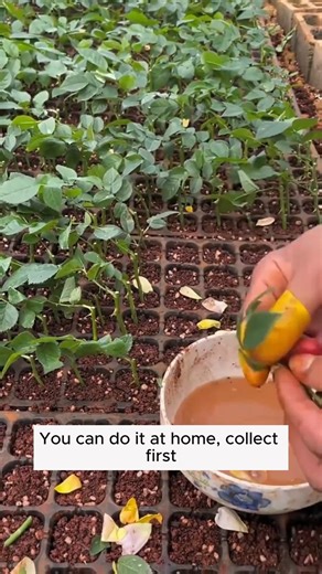 Root booster #backyardgardening #gardeninglife #vegetablegardening #vegetablegarden #gardeningtips #gardeninglove #organicgardening #gardensofinstagram #gardenideas #urbangardening #gardeningistherapy #gardeninggoals #homegardening #gardeninspiration #lovegardening #gardeningisfun #countrygarden #gardeningmakemehappy #veggiegarden #happygardening | Home Gardening