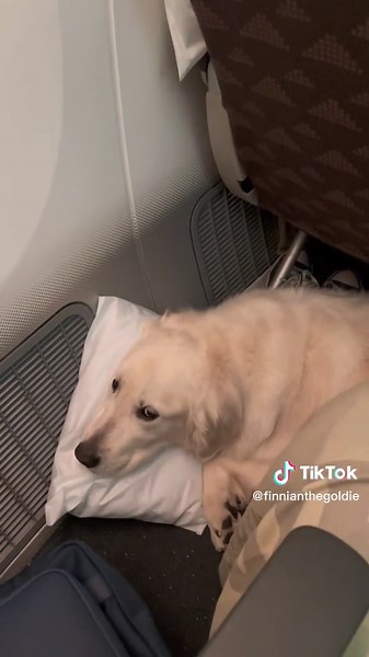 Flying out from Korea was different from other times we've flown back to the US because they require export paperwork to fly out of the country - so we had to go to a Korean vet a few days before and the Korean Animal and Plant Agency to get his paperwork ready (which was a super cheap & quick process compared to the USDA paperwork) ⁣ ⁣ Korean TSA set us aside and called the airline just to verify that he was already approved to fly as a service dog (most pets flying out of Incheon will get a pe