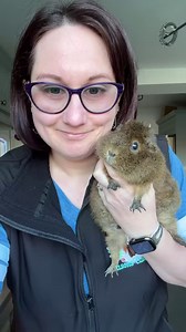 What can you feed your guinea pigs? Today’s episode is demonstrated, kinda, by Brioche. Kinda. 😂 | Masons' Cavies