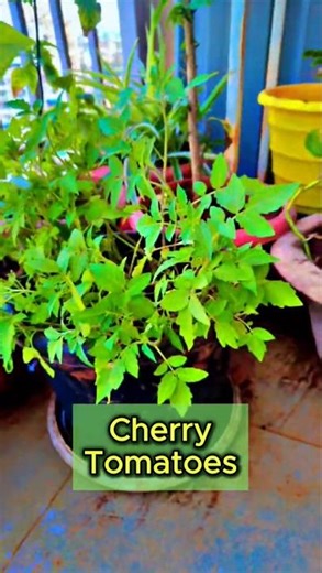 Transforming My Tiny Balcony into a Lush Green Garden! | Balcony Makeover 2026