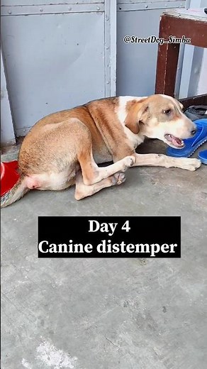 canine distemper disease | cd virus | #caninedistemper #cdv #youtubeshorts