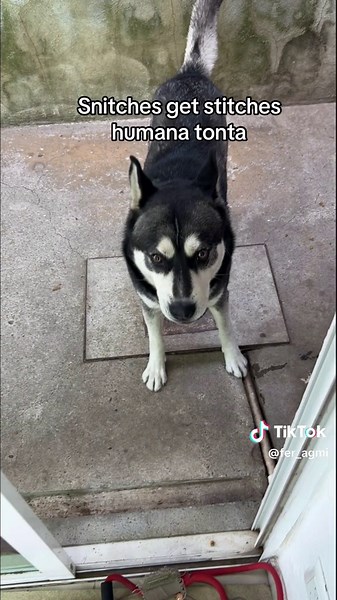 Joven Husky Acusado: El Poder de la Mordedura