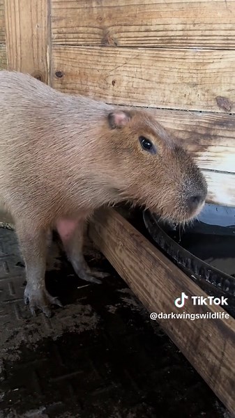 Capybara Back Scratching: The Perfect Song Choice!