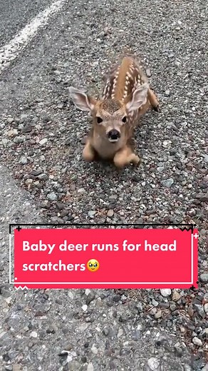 Baby deer just wants cuddles 🥹 (Credit: @unilad) #wildlife #nature #travel #wildanimals #wilderness #wildlifephotography