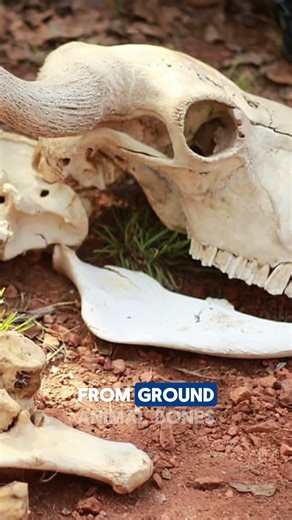 Toothpaste Used to Be Made From Bones