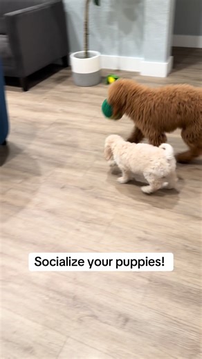 Essential Dog Training Tips for New Puppy Owners