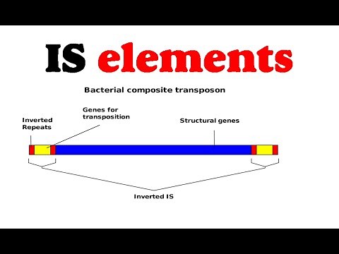 IS elements