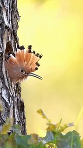 Hoopoe chicks feeding 🎥@photography.hinsche #hoopoe #elite_birds #naturyst #canongermany #feather_perfection #niffeature #king_birds #marvelouz_animals #liveforthestory #eye_spy_birds #audubonsociety #birdoftheyear2022 #birds_brilliance #planetbirds #birds_illife #dailybirdpix #gricart_macro #birdfreaks #wildliveplanet #upupaepops #pictureoftheday #wildlifeineurope #raw_birds #makemoments # | GottaLoveSA