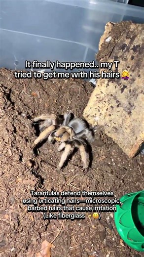 I was so offended 😂 #tarantulasoftiktok #tarantula #arizonablonde #tarantulafeeding