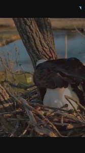 Eagle cam shows cute new bald eaglet being fed high up in Decorah, Iowa nest