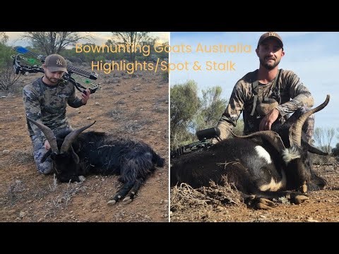 Bowhunting Goats Australia Spot & Stalk!#bowhunting #outback #bowhunting #wildanimals #goat #hunter