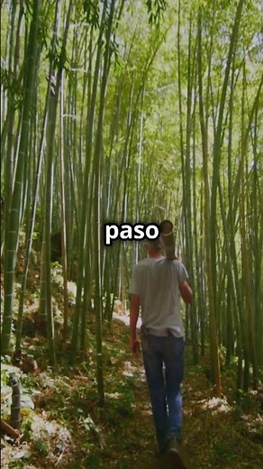 El Bosque de Bambú Un Viaje Mágico en Japón