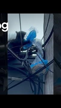 Sneaky Squirrel Steals Bread and Climbs Power Lines! || ViralHog