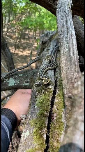 Super Curious Common Garter Snake Exploration
