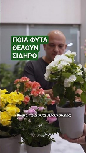 Ποια φυτά θέλουν σίδηρο - Τα Μυστικά του Κήπου