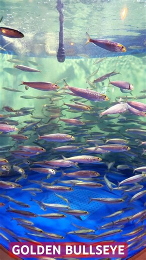 The mesmerizing Golden Bullseye school at Shinagawa Aquarium! 🐟✨in Japan