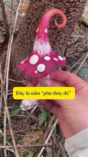 Những loại nấm này có ăn được không? Cùng tìm hiểu nhé!#shorts