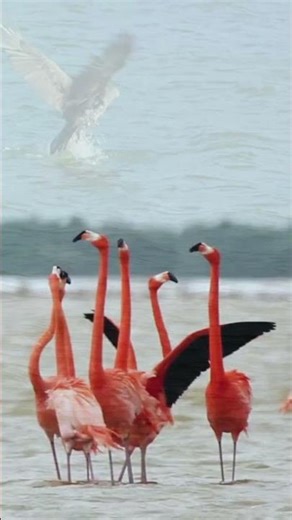 Bird Compilations:Beautiful Birds:The Most Stunning birds #shorts #birds #bird #birdlovers #nature