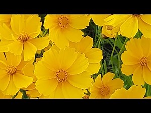 Peaceful music, Relaxing music, Instrumental music, "Nature's Music" Tim Janis