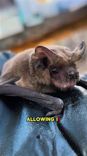 The Fastest Air Mammal You Won’t Believe Exists 🦇💨