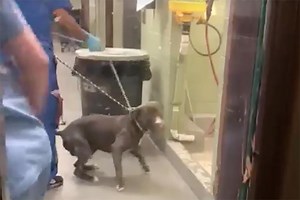 Whimpering dog dragged to euthanasia room at city pound in heartbreaking video