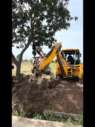 Relocating this big mango tree, see results in the end!!