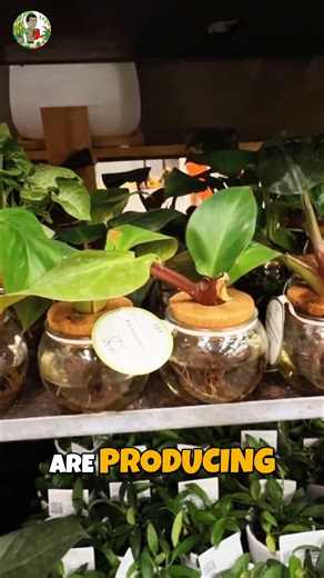 14 reactions | This Home Depot plant haul has a surprising fall twist  Many big box stores are using H₂O bowls for plant propagation, keeping plants alive longer and making displays extra lush. These propagation bowls are always fully stocked — a clear sign that shoppers love them for both style and function.  Watch the full rare plant haul episode here: https://youtu.be/ykrEWRr3Ktc #HomeDepot #PlantHaul #PlantPropagation #UrbanJungle #FallVibes | Kevin Torres | Facebook