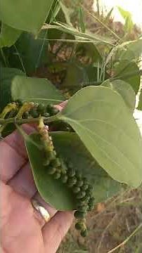 Pimenta do reino conheça é o plantio e como ela cresce