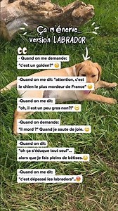 ça m'énerve.. version LABRADOR 🐶😡 #chiot #chien #humourchien