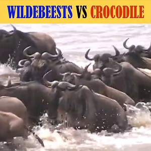 23K views · 238 reactions | Live capture of crocodile Attack wildebeest  Join us to get more information: Amazing Animals | Beautiful Animals | Facebook