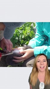 188K views · 25K reactions | Thanks to The Puffin Man, puffins and their pufflings have returned to the state of Maine. Project Puffin is still in operation, helping these and other seabirds thrive.  Audubon Seabird Institute / Migration Productions #puffins #pufflings #puffin | That Good News Girl | Facebook